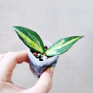 호야폴리네우라 이너바리