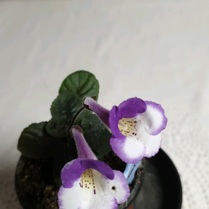 네이트 ㅡ 미니신닌기아