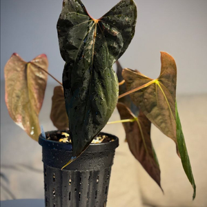 안스리움RlxFs 셀렉드웨인