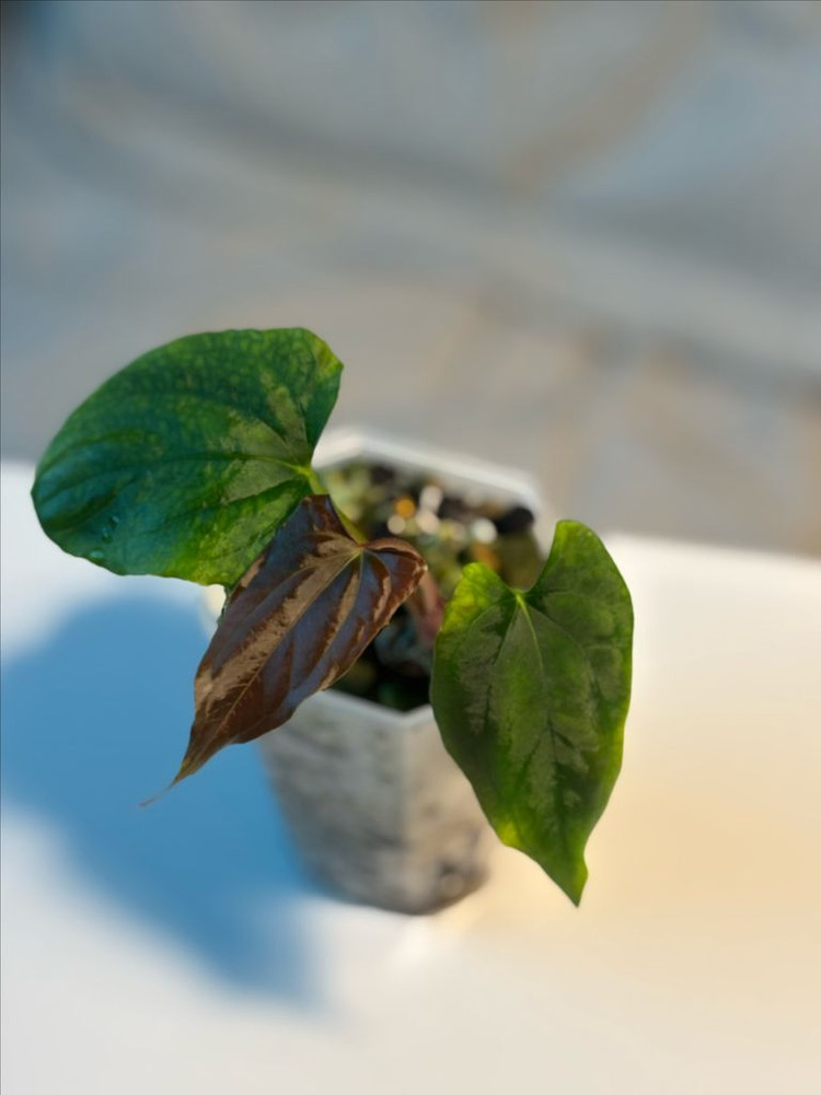 안스리움RlxFs 셀렉드웨인--2