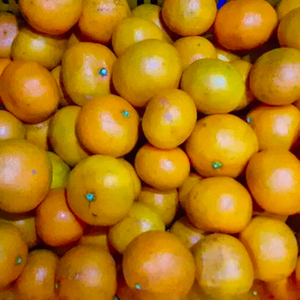 (특가) 제주 유라감귤(프리미엄품종) 10키로 (택비포함) 귤