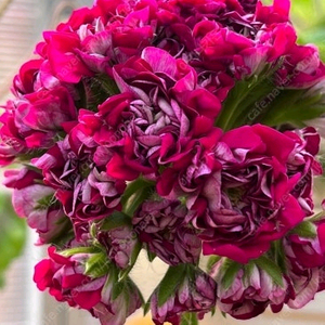 제라늄 IV챠밍보르도 중품