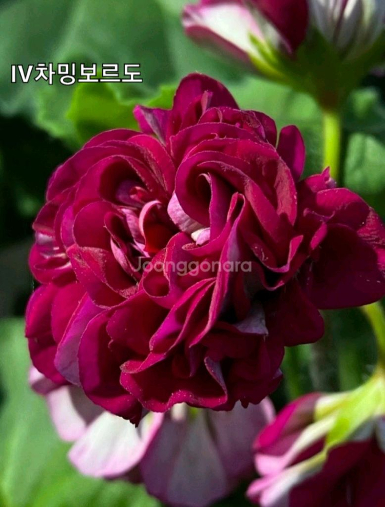 제라늄 IV챠밍보르도 중품--1