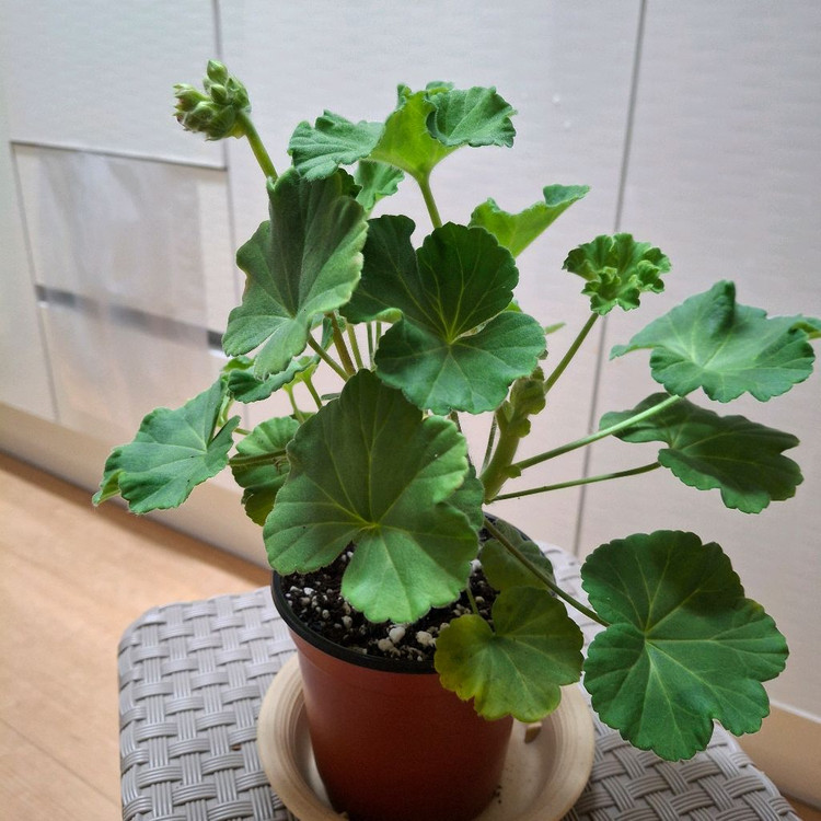 제라늄 IV챠밍보르도 중품--2