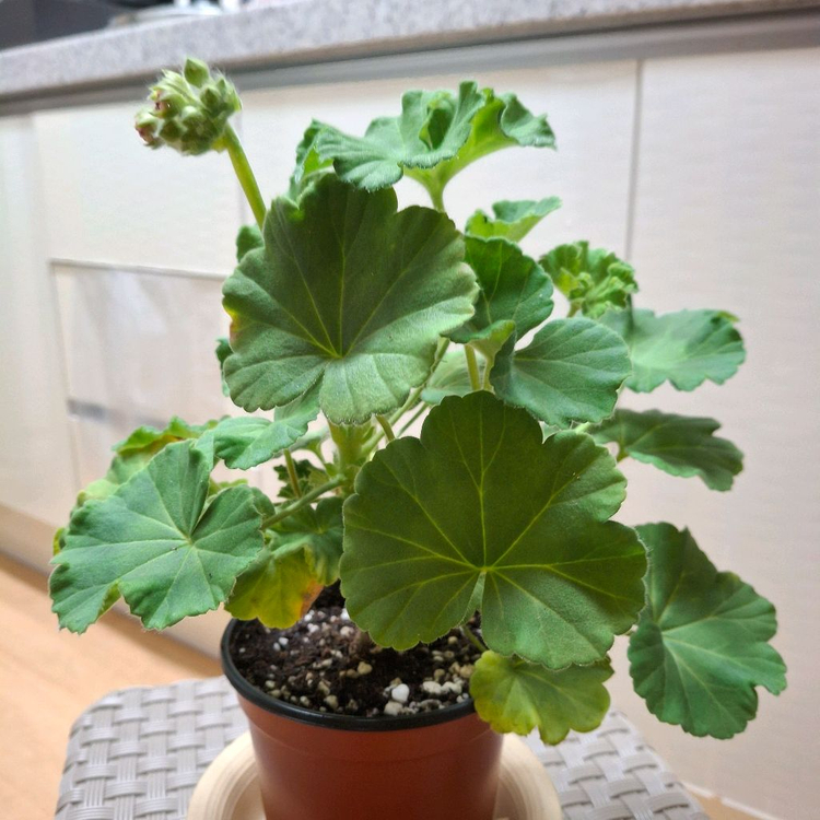 제라늄 IV챠밍보르도 중품--3