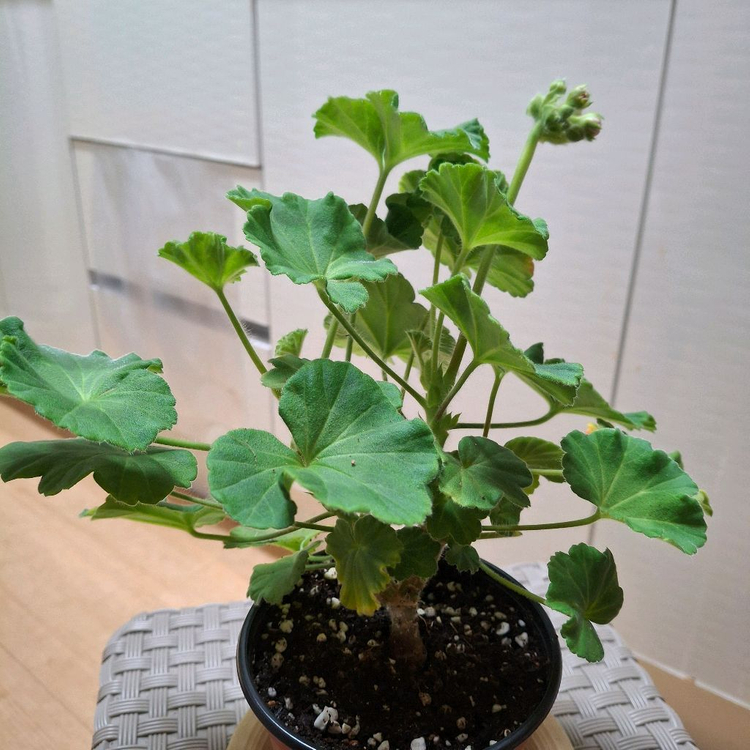 제라늄 IV챠밍보르도 중품--4