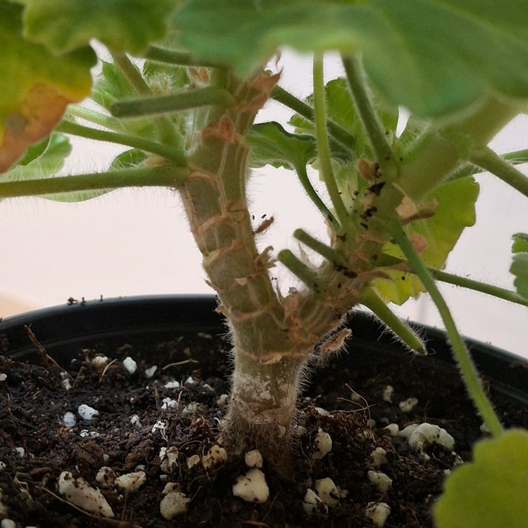 제라늄 IV챠밍보르도 중품--5