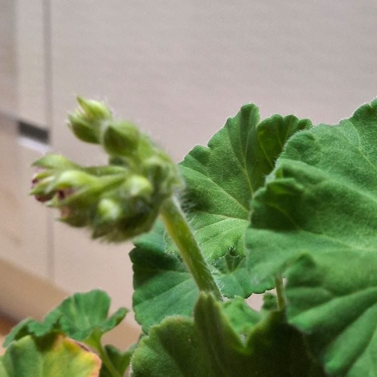 제라늄 IV챠밍보르도 중품--6