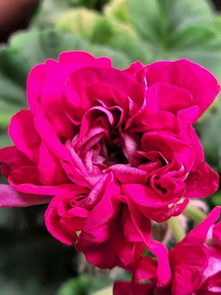 제라늄 IV챠밍보르도 중품--7