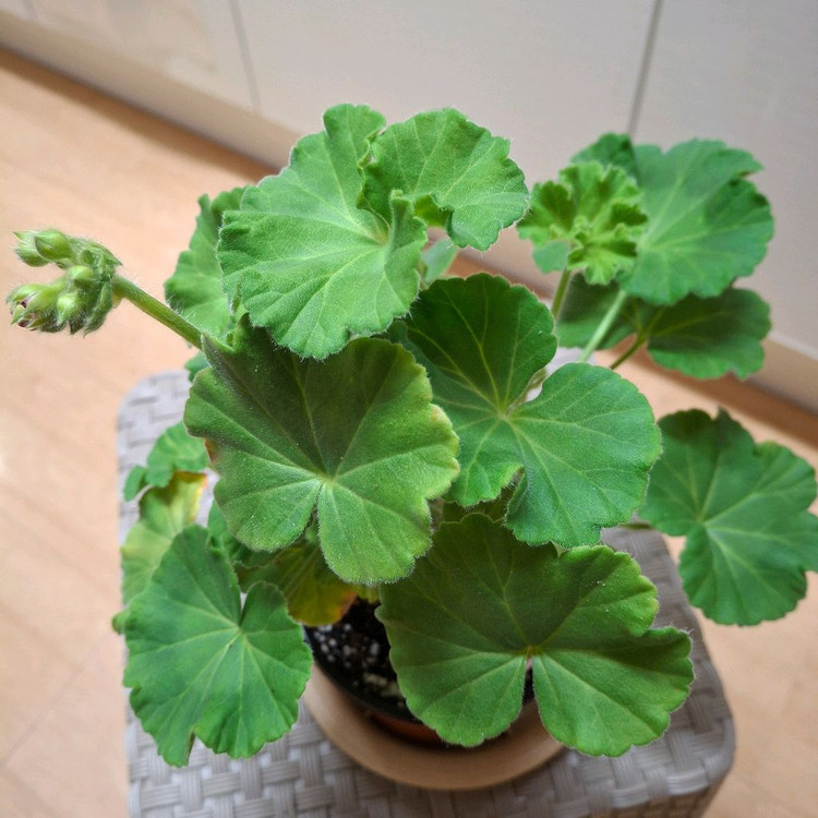 제라늄 IV챠밍보르도 중품--8