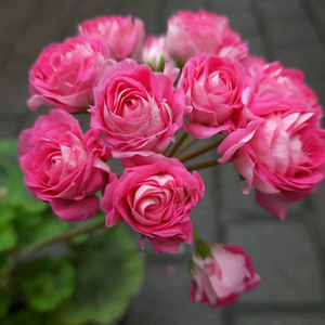 제라늄 UG실크로드