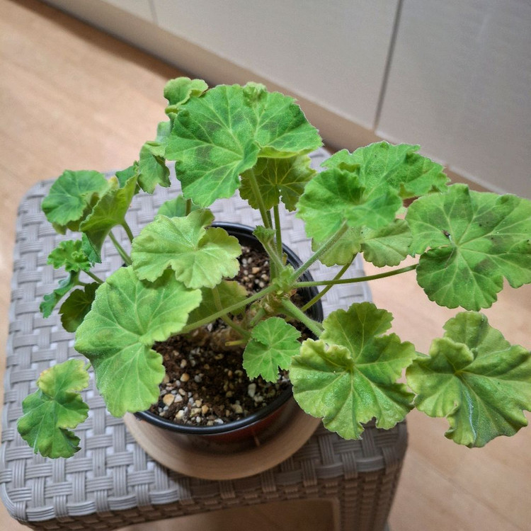 제라늄 UG실크로드--1