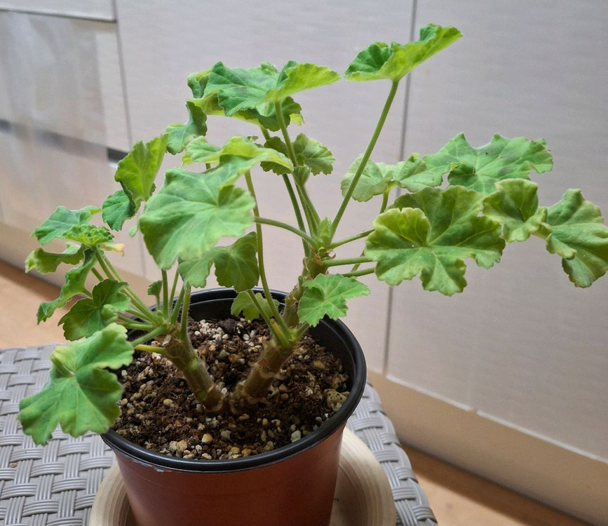 제라늄 UG실크로드--3