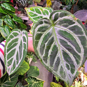 안스리움 크리스탈호프 하이브리드 이미지