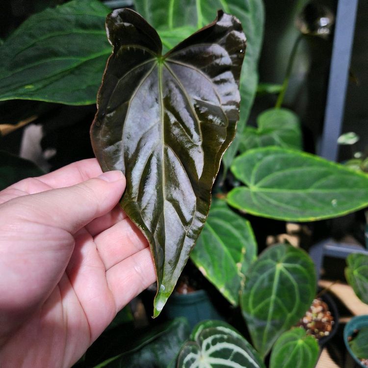 안스리움 파필하브 파필 다크폼--2