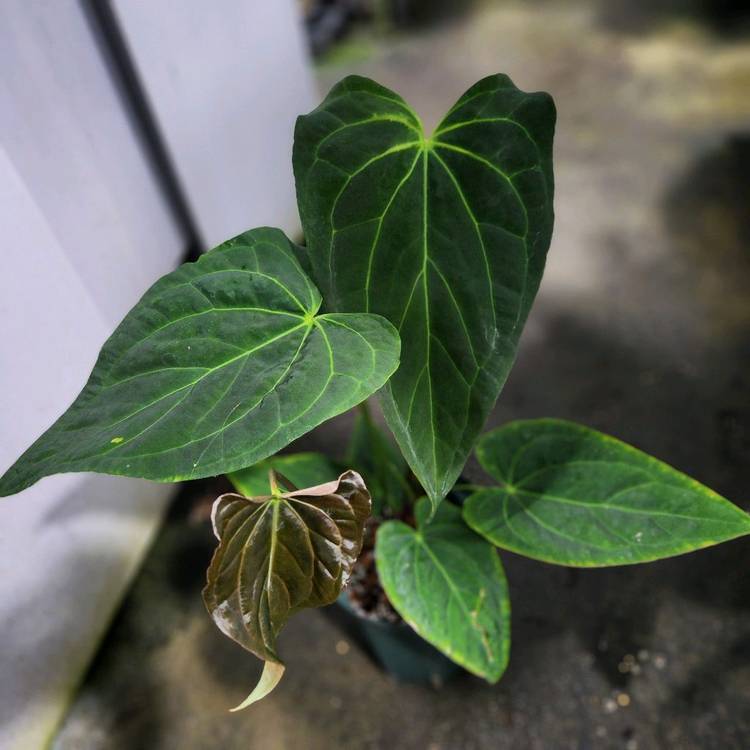 안스리움 파필하브 파필 다크폼--5