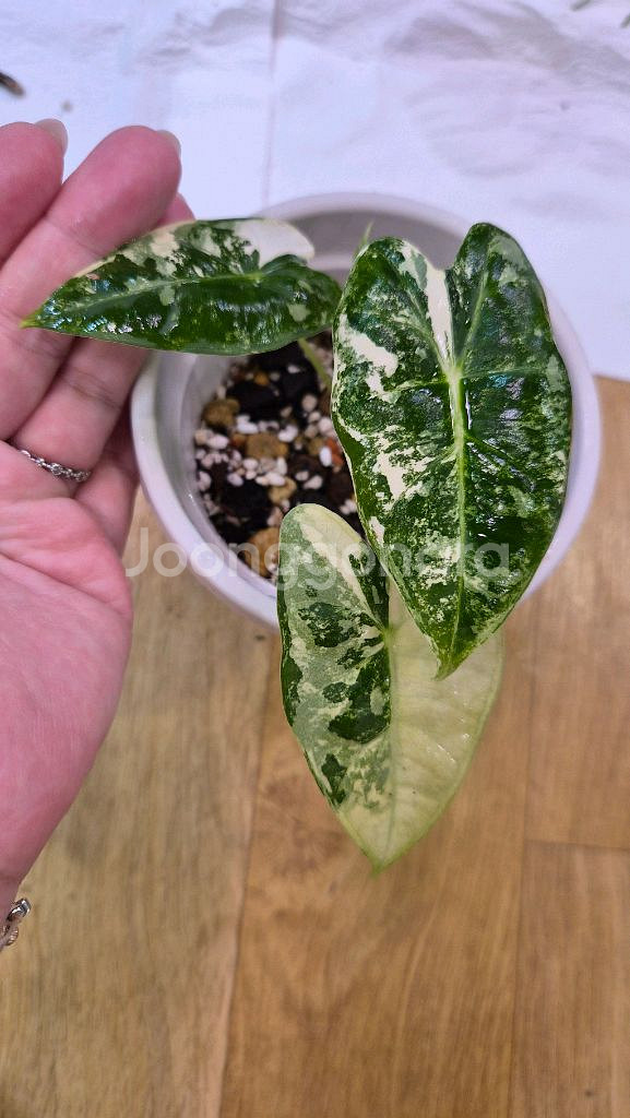 알로카시아 무늬프라이덱 자구묘--0