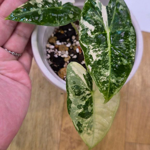 알로카시아 무늬프라이덱 자구묘