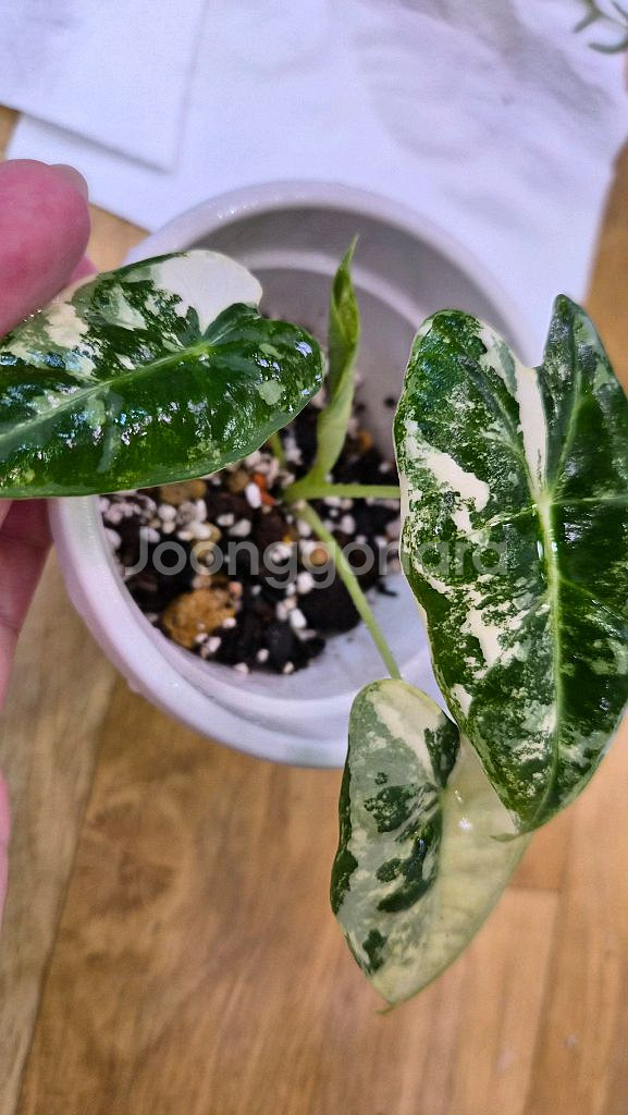 알로카시아 무늬프라이덱 자구묘--1