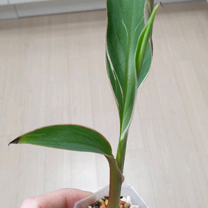 핑크무늬바나나(조배x)