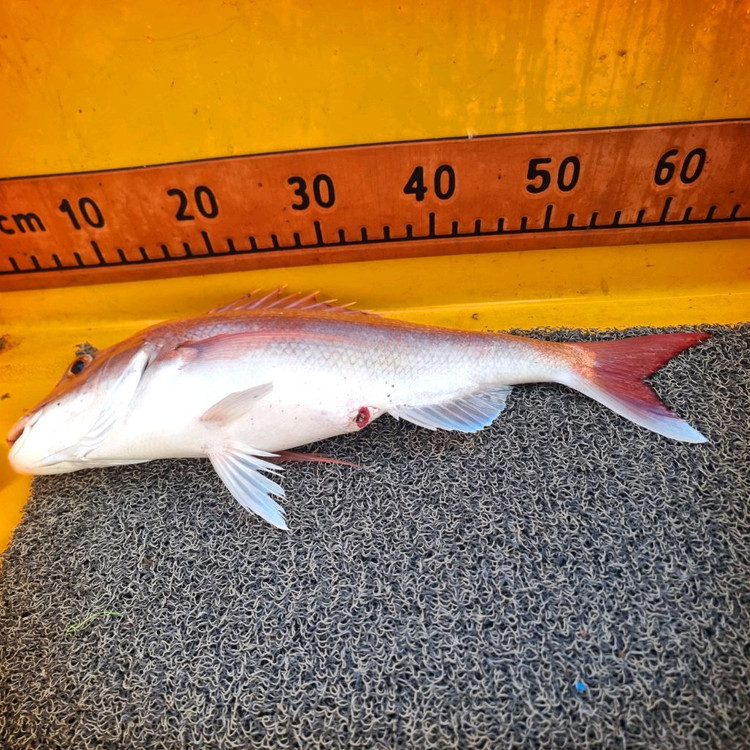 620듀얼립콤비115마력4싸야마하 이미지