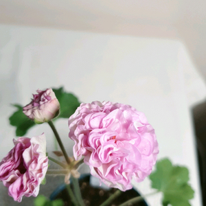 여름의사치 러시아 제라늄