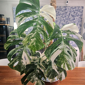 알보몬스테라 특대품