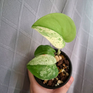 스킨답서스 제이드샤틴 마블