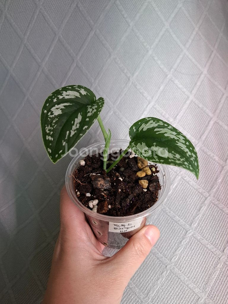 스킨답서스 픽투스 트리컬러--0