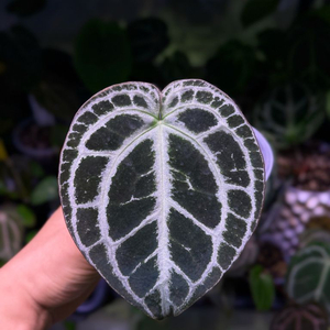 안스리움 헤인즈 식탐님 개체 클론