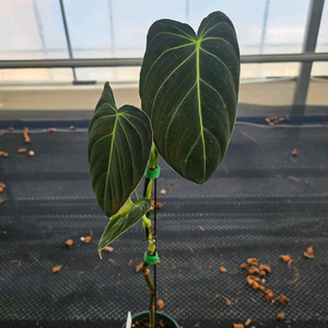 필로덴드론 멜라노크리섬