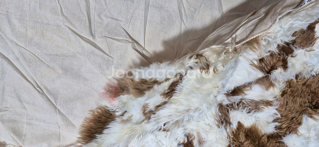 페루 대형 핸드메이드 베이비 알파카 카페트 - PR106 ---7