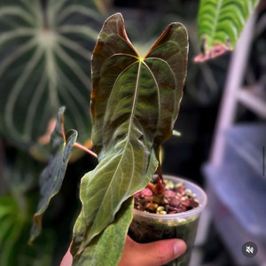 안스리움 랄프라이먼(rlxself) jv offset