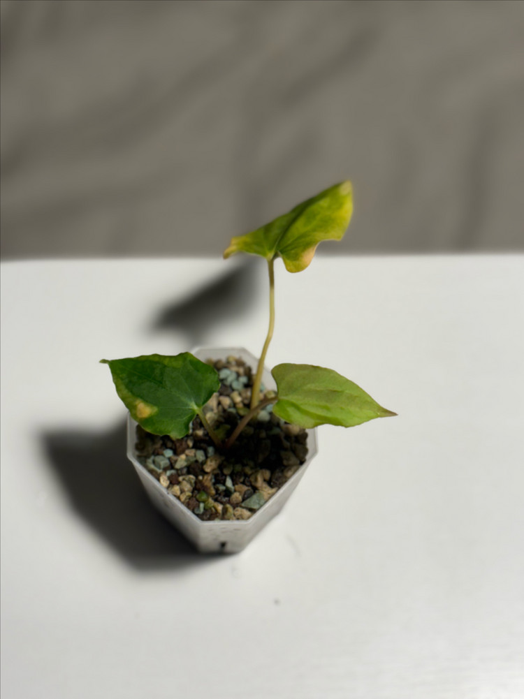 안스리움 랄프라이먼(rlxself) jv offset--1