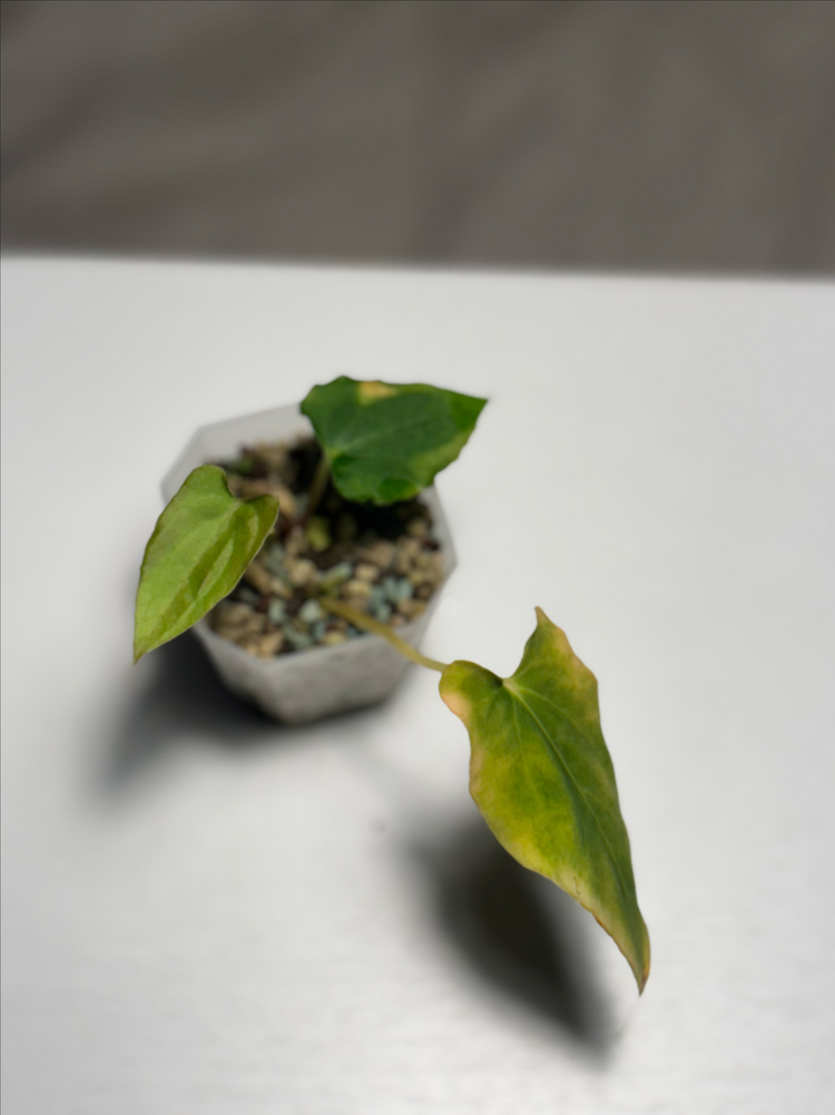 안스리움 랄프라이먼(rlxself) jv offset--2