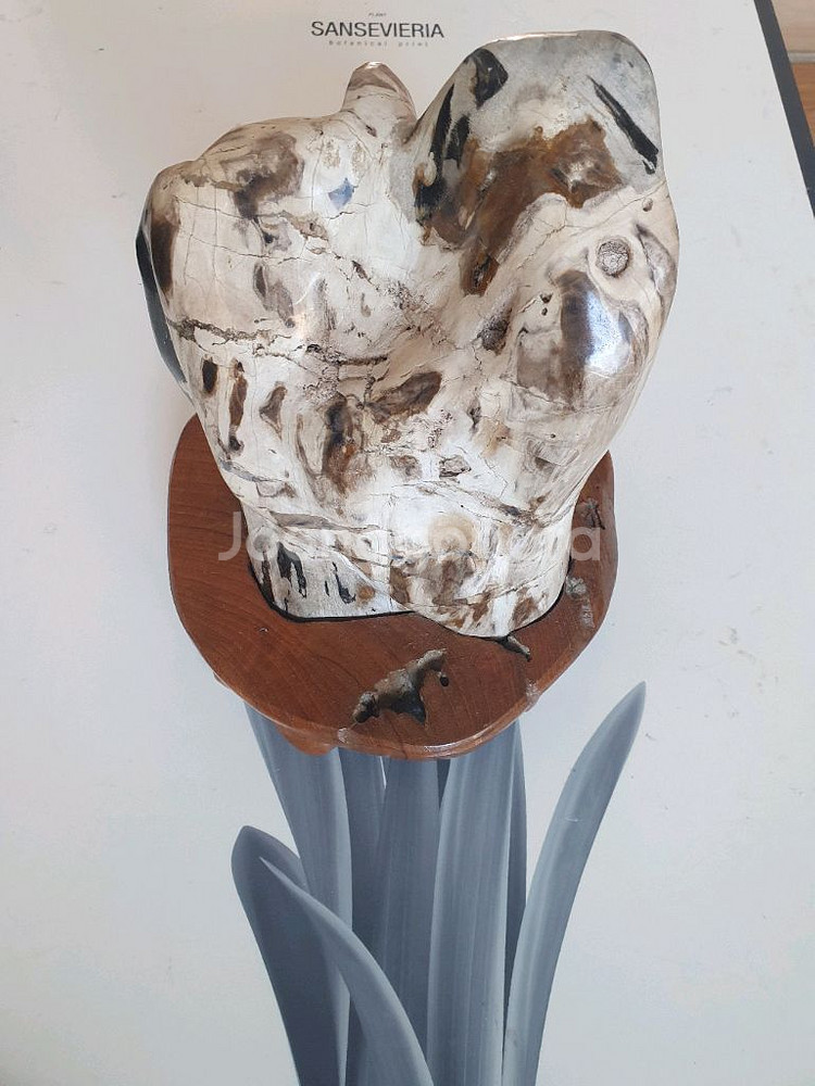 나무 화석 장식품--4