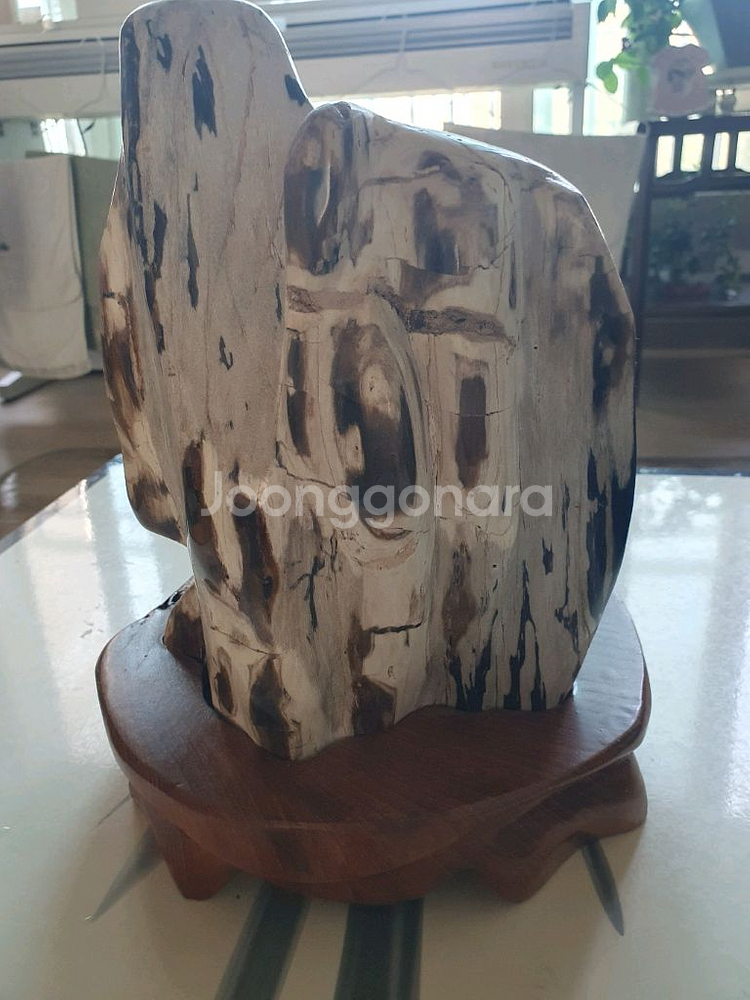 나무 화석 장식품--0