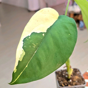 싱고니움 치아펜스 바리에가타