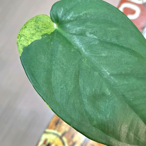 싱고니움 치아펜스 바리에가타