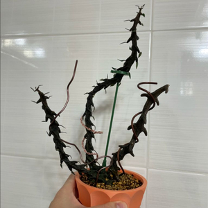 세로페기아 보세리