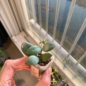 [호야] 민트코인