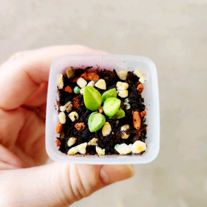 호야칭흥엔시스 바리에가타