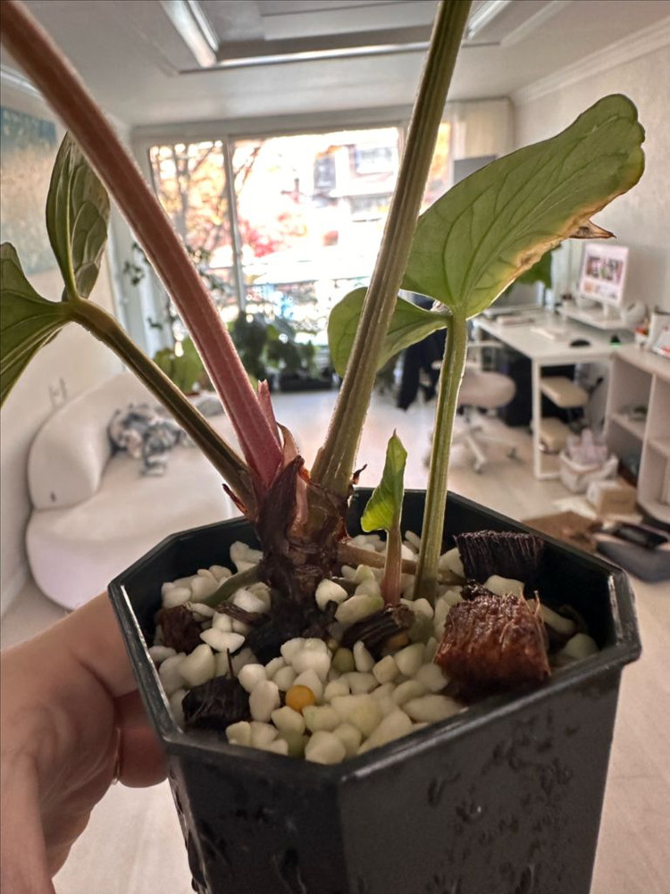 안스리움 쿠나얄렌세 2촉 분양합니다--2