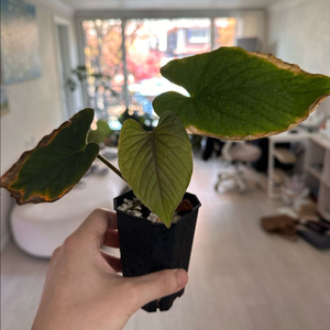 안스리움 쿠나얄렌세 2촉 분양합니다