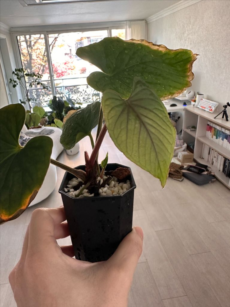 안스리움 쿠나얄렌세 2촉 분양합니다--3