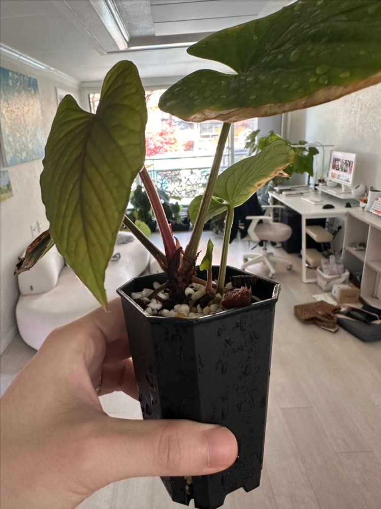 안스리움 쿠나얄렌세 2촉 분양합니다--1