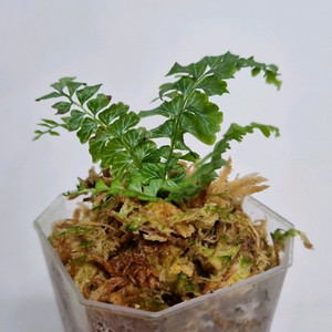 반짝이고사리 (Lindsaea oblanceolata)