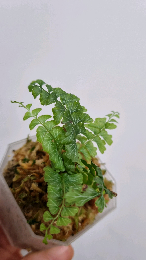 반짝이고사리 (Lindsaea oblanceolata)--3