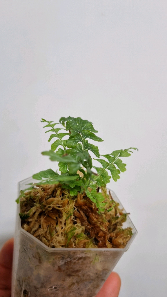 반짝이고사리 (Lindsaea oblanceolata)--2