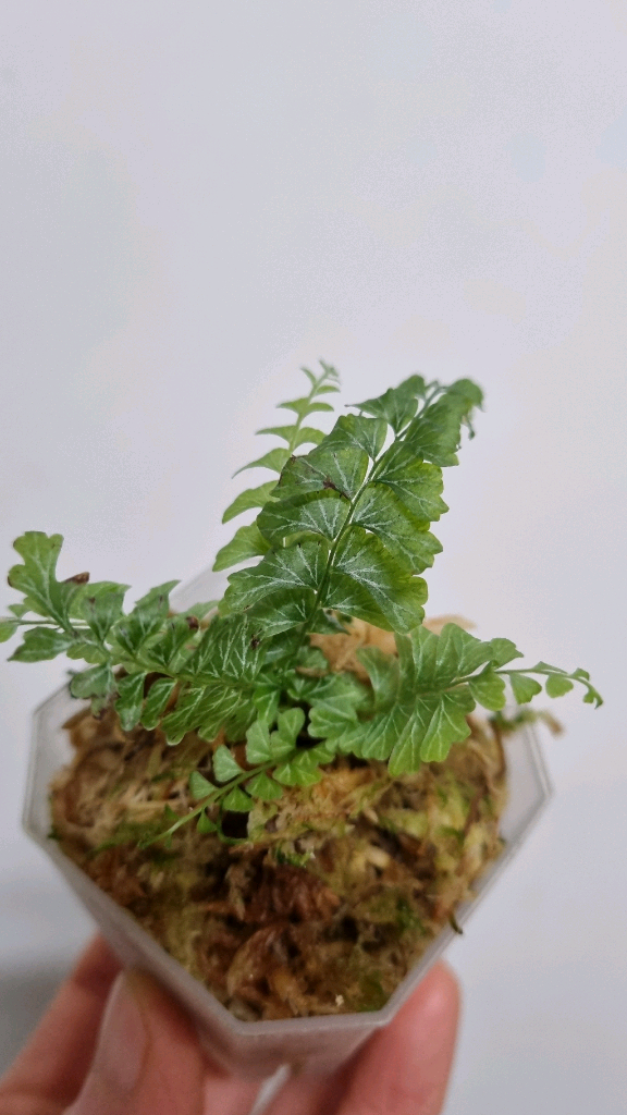 반짝이고사리 (Lindsaea oblanceolata)--1